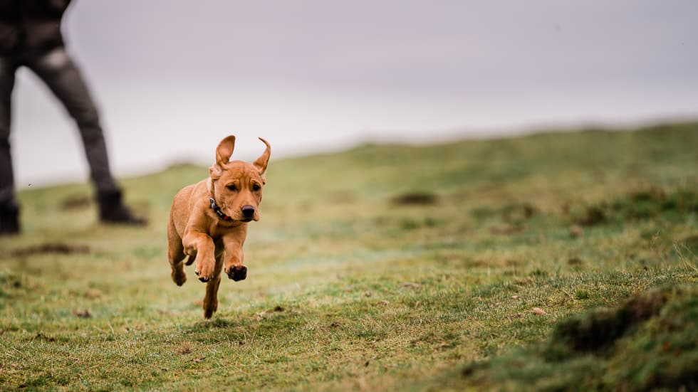 Boudica, dog, Rhys-Oliver Kershaw Photography-124209 Brown puppy running on grass with a person in the background.