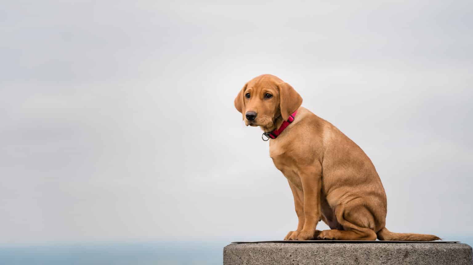 Boudica, dog, Rhys-Oliver Kershaw Photography-130334-2 Tan puppy with a pink collar sitting on a concrete surface against a grey, cloudy sky background.