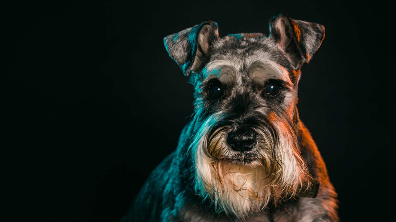 The one we call Bailey Close-up of a Schnauzer dog with dramatic lighting against a dark background.