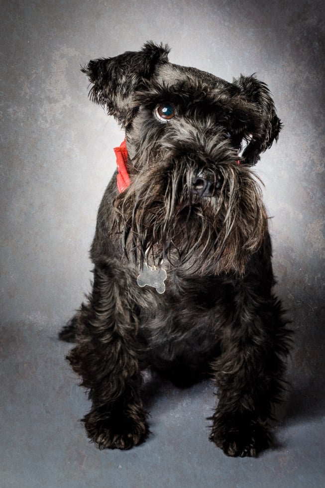 dogs, Pet Portrat-Oliver Kershaw Photography-231527-Edit Black dog with a scruffy coat and a red collar, sitting against a grey background.