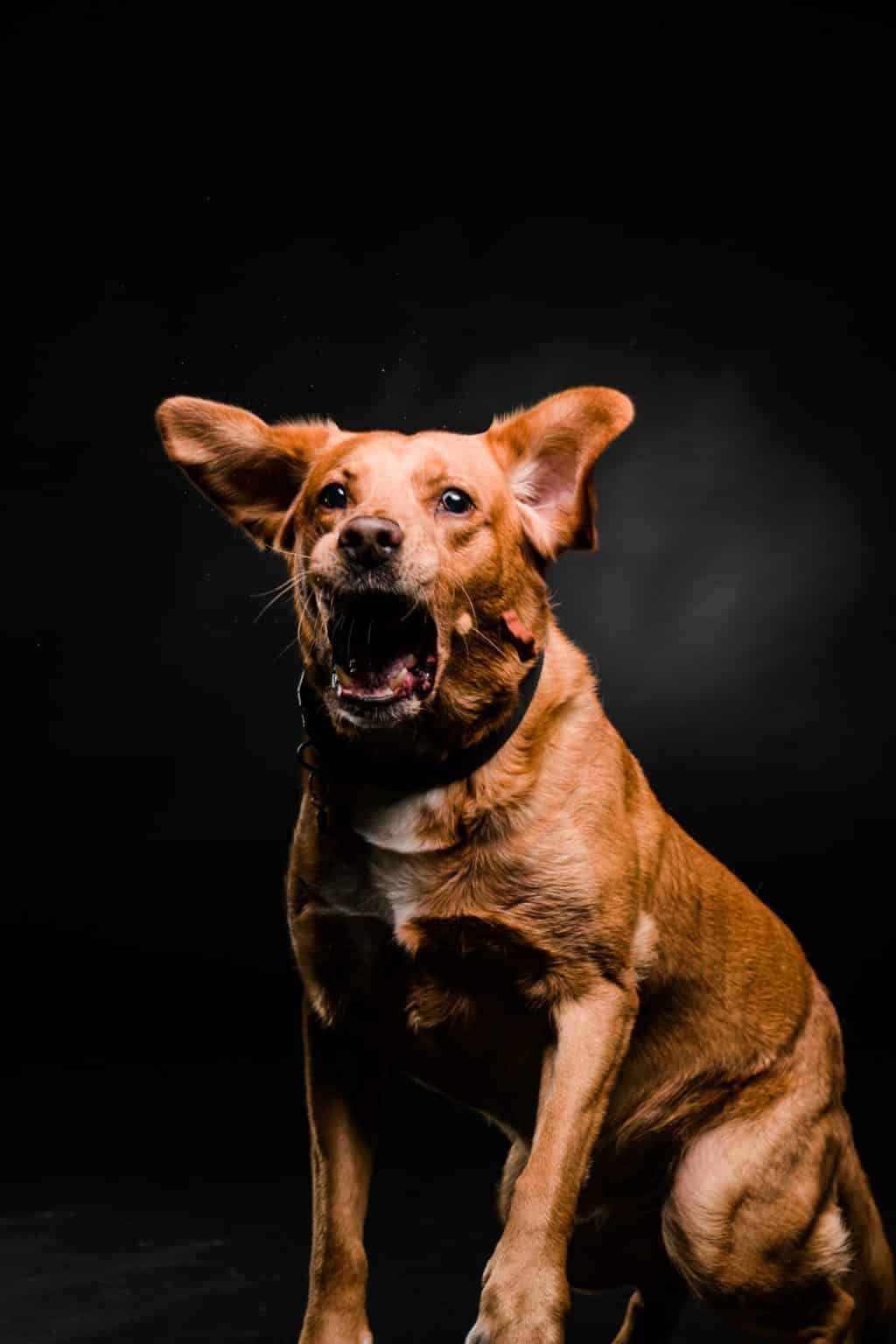 Pet photography Leicester Brown dog with ears flapping, captured mid-motion against a black background.