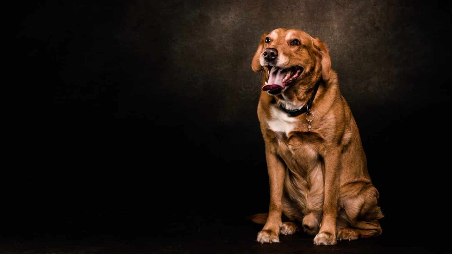Pet photography Leicester A brown dog with a white chest sitting against a dark background, looking to the right with its tongue out.