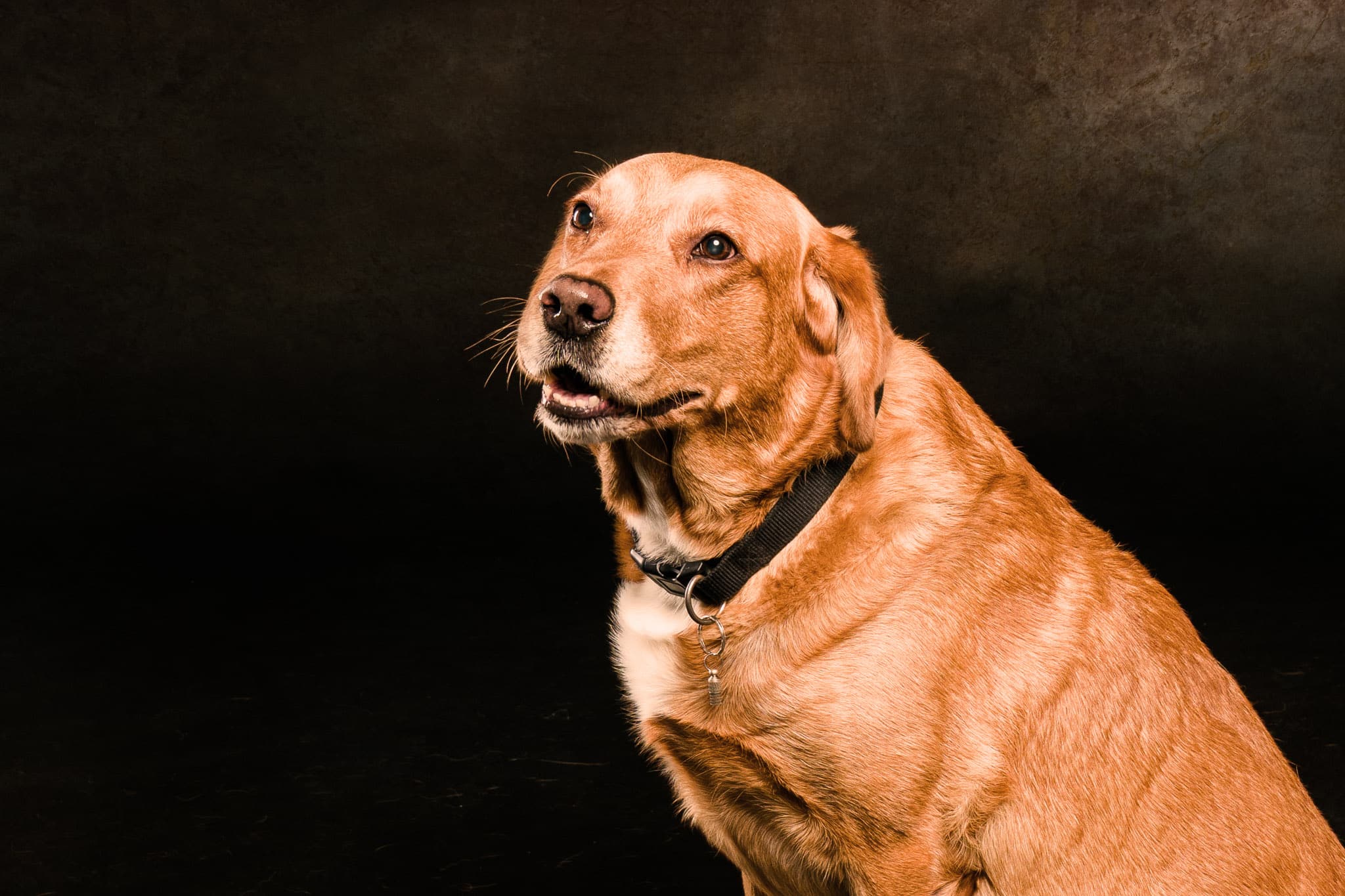 Golden Labrador retriever with a black collar against a dark background.