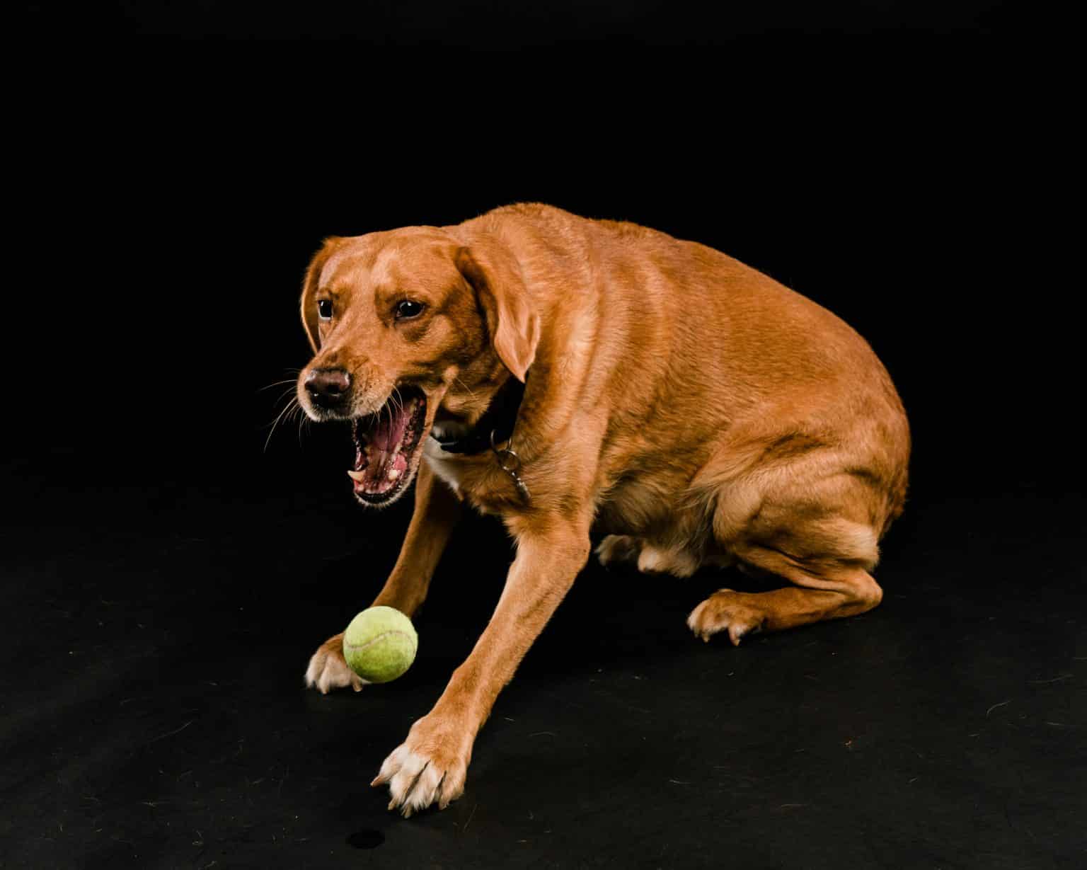 Pet photography Leicester Brown dog growling while crouching and guarding a tennis ball against a black background.