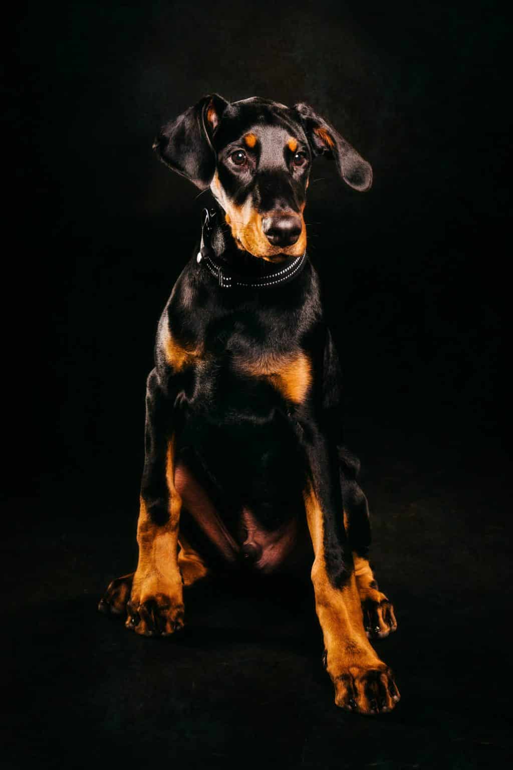 Pet photography Leicester Doberman pinscher dog with a black and tan coat sitting against a dark background.