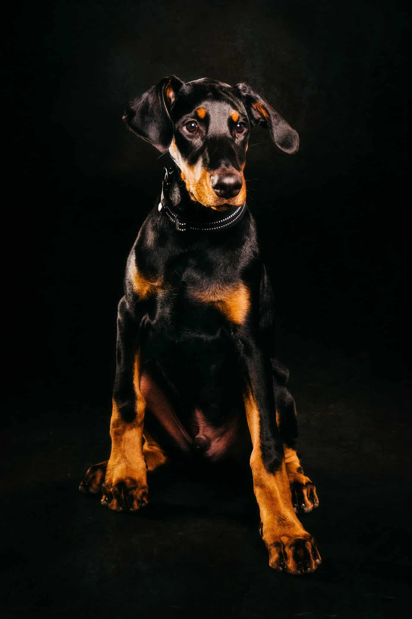 Doberman pinscher dog with a black and tan coat sitting against a dark background.