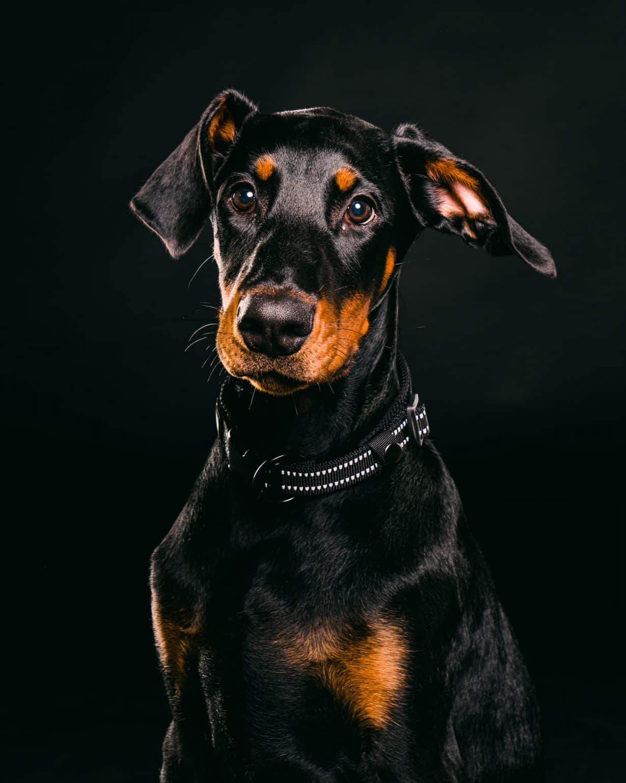 Pet photography Leicester A Doberman puppy with a black and tan coat, wearing a black collar, against a dark background.