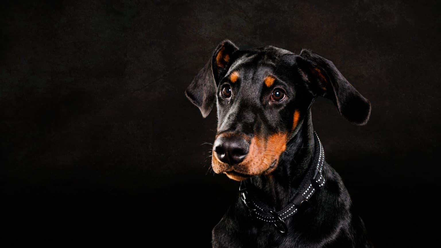Pet photography in Leicester - Ace the Doberman Doberman dog with a black and tan coat, wearing a black collar, against a dark background.