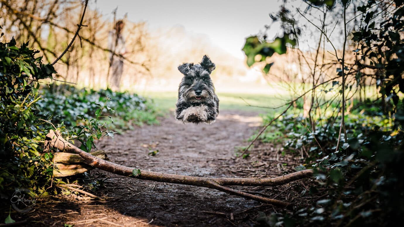 fun lifestyle dog photography