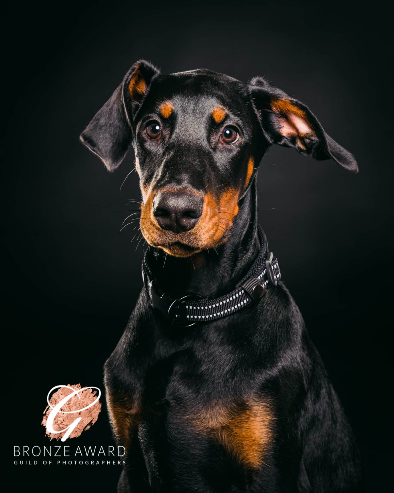 award-winning pet photography