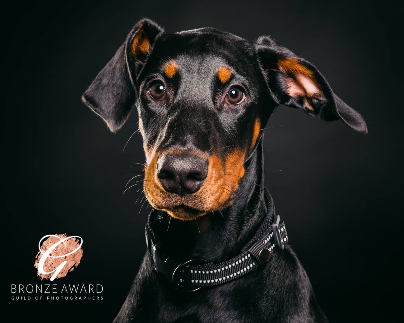 Pet photography Leicester A close-up of a black and tan Doberman with a black collar, set against a dark background. The image features a bronze award logo from the Guild of Photographers in the corner.