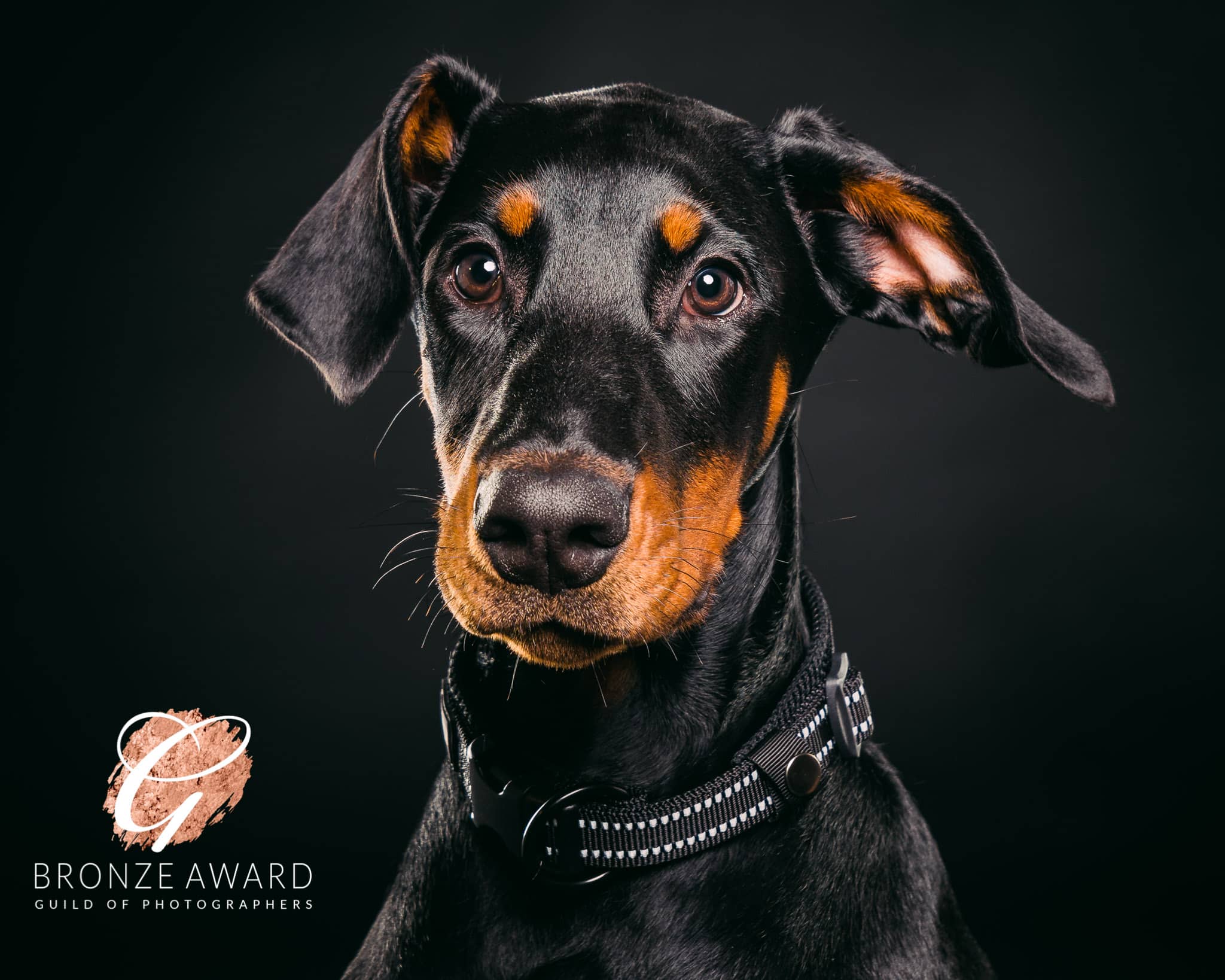 A close-up of a black and tan Doberman with a black collar, set against a dark background. The image features a bronze award logo from the Guild of Photographers in the corner.