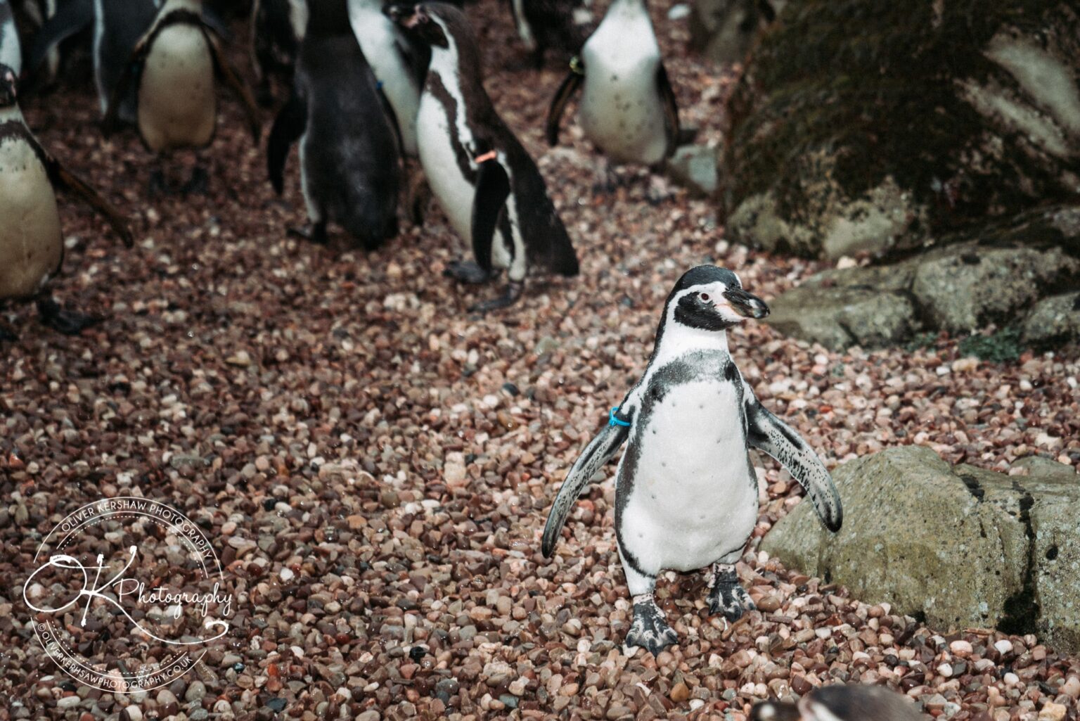 twycross zoo wedding photography twycross zoo wedding photography