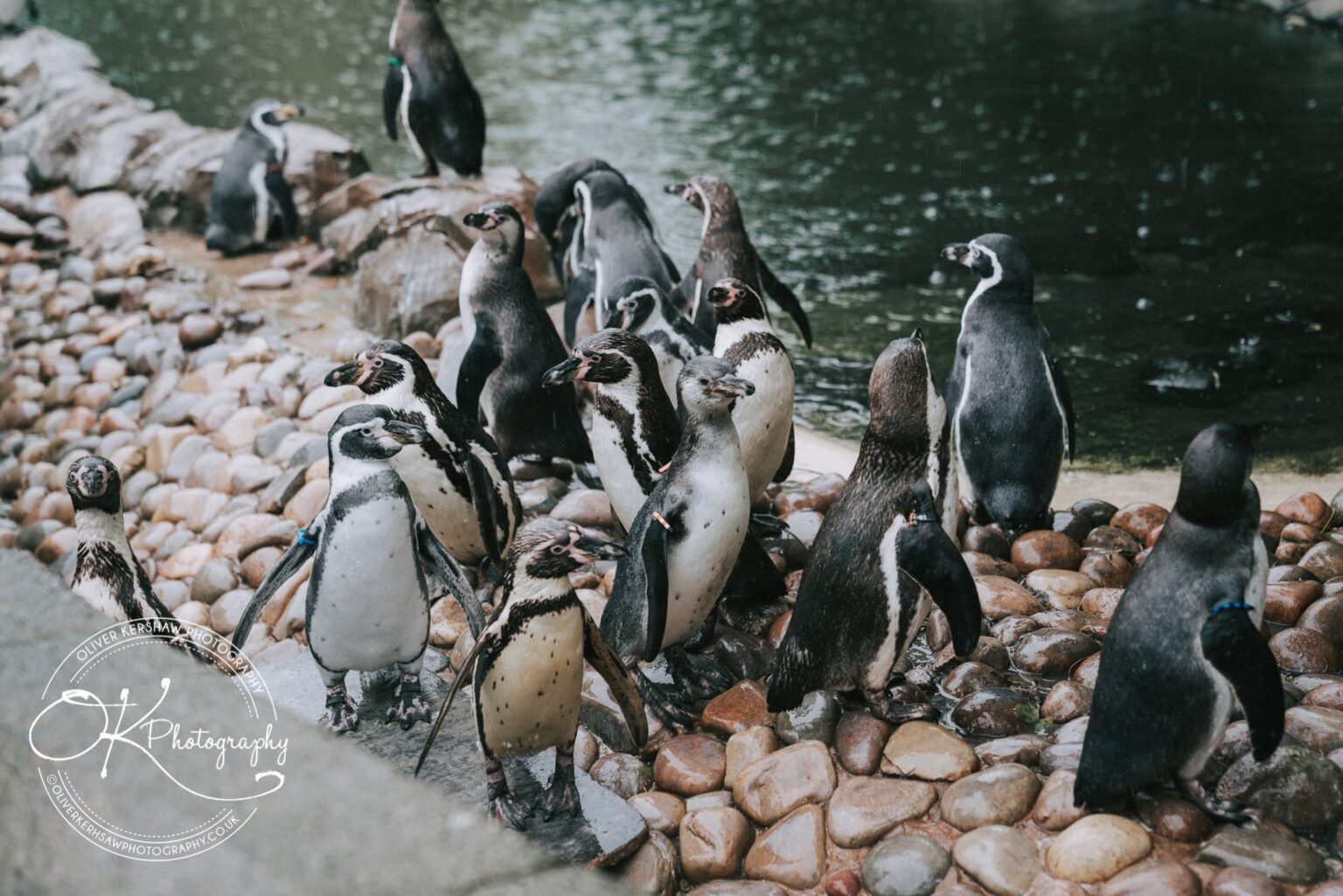 twycross zoo wedding photography twycross zoo wedding photography