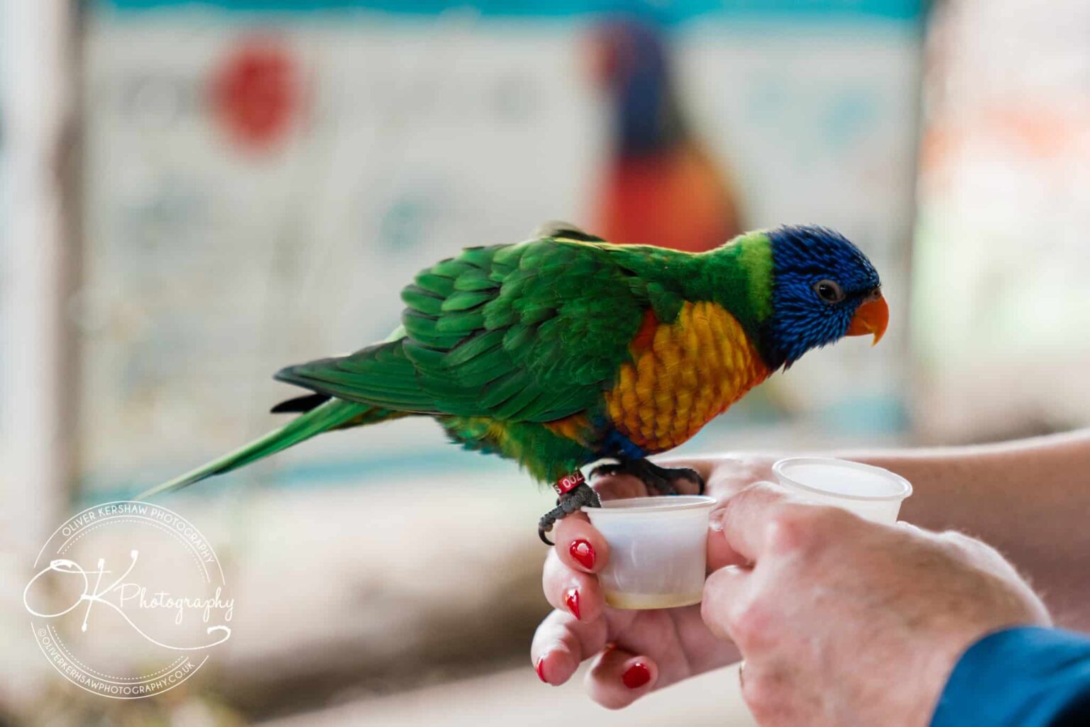twycross zoo wedding photography twycross zoo wedding photography