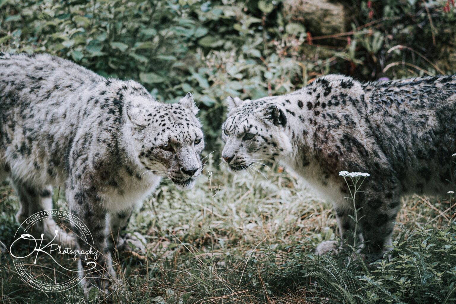 twycross zoo wedding photography twycross zoo wedding photography