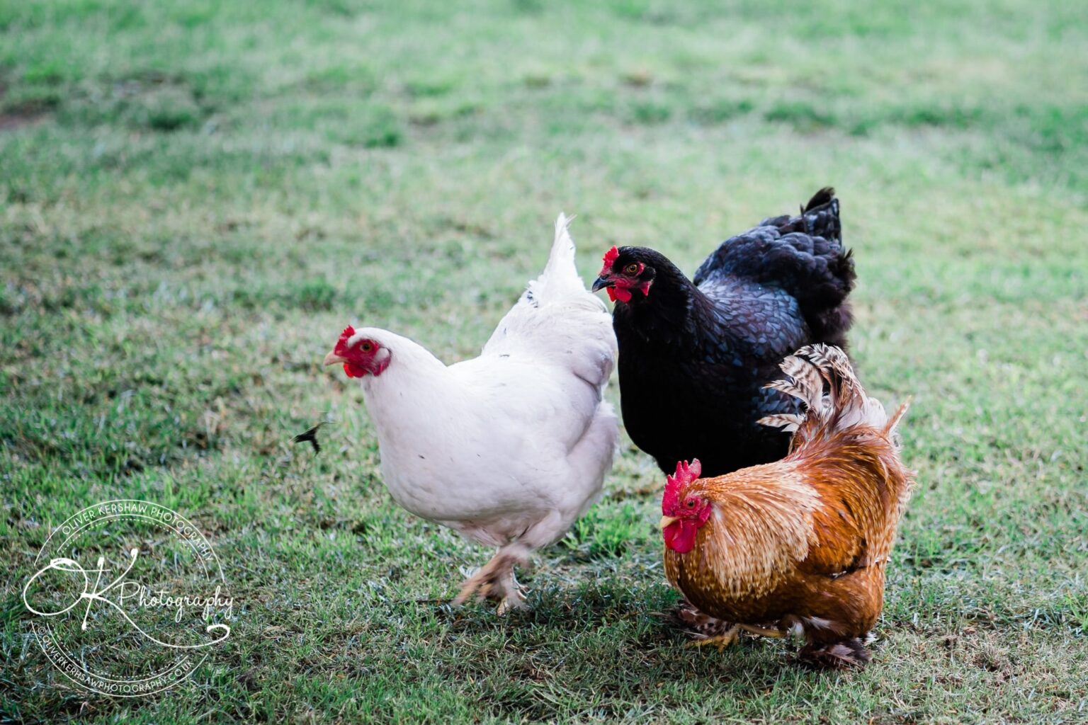 twycross zoo wedding photography twycross zoo wedding photography