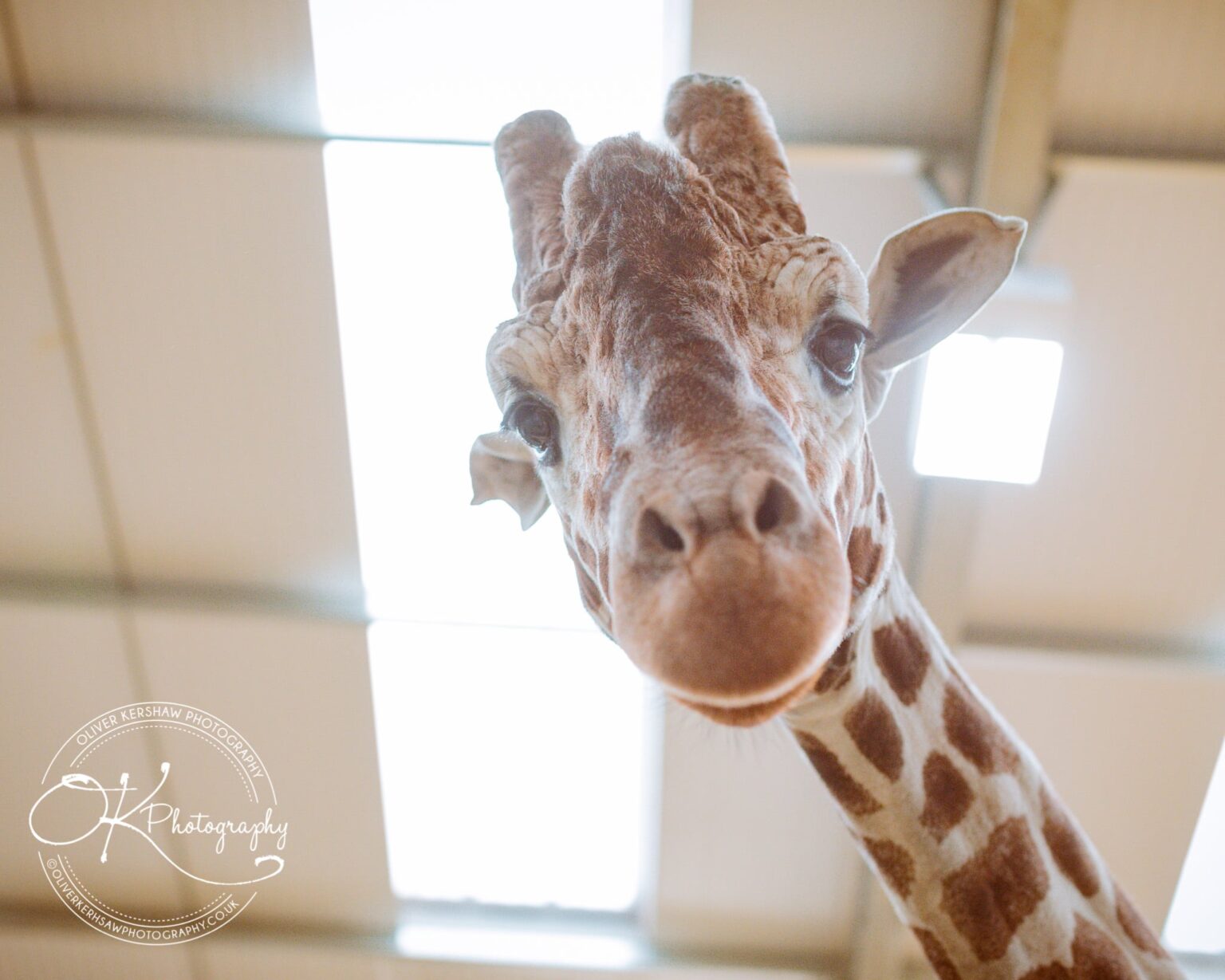 Twycross zoo Wedding photography
