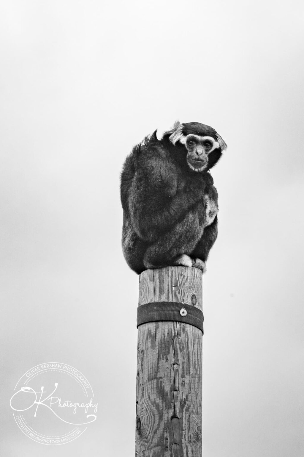 Twycross zoo Wedding photography