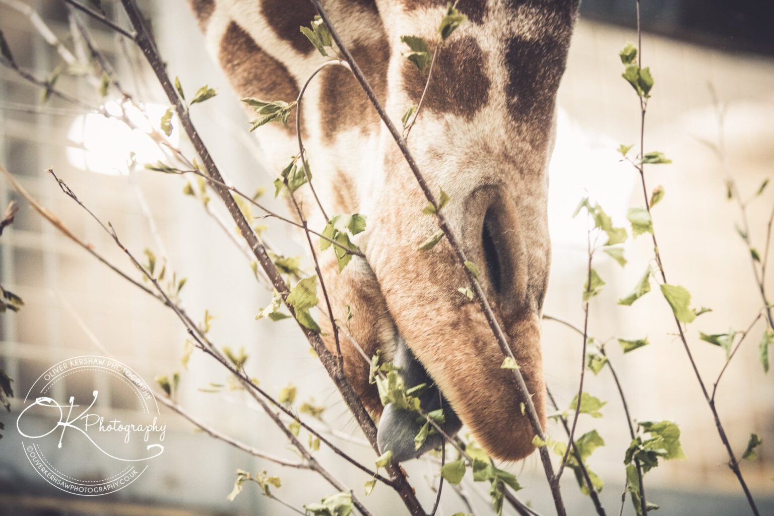 Twycross zoo Wedding photography