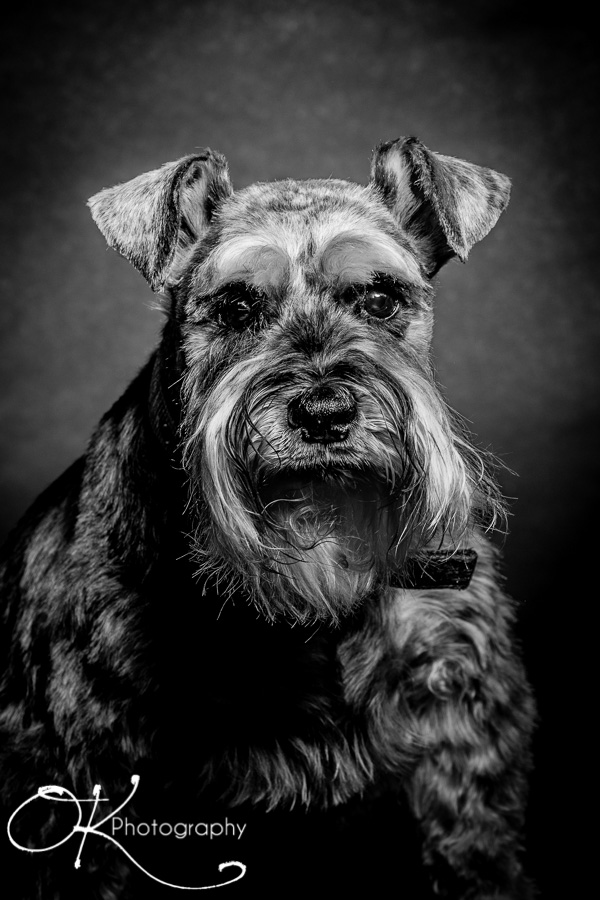 Black and white dog Black and white dog