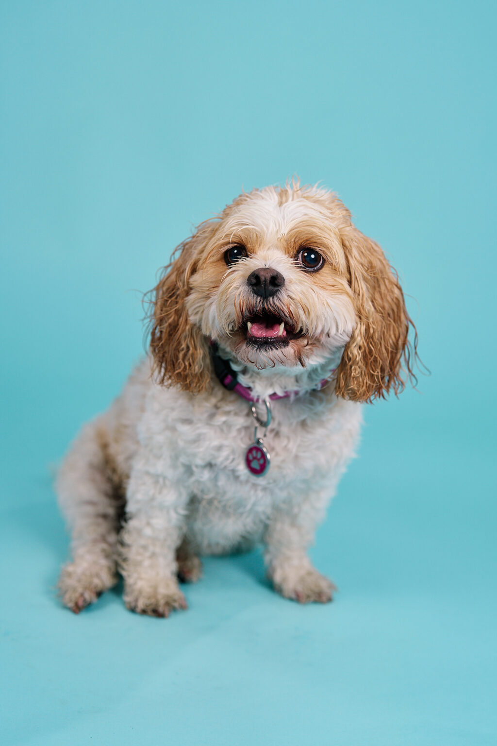 101330 A small, light brown and white dog with curly fur sits against a bright turquoise background, smiling with its tongue out. It has a collar with a paw print tag.