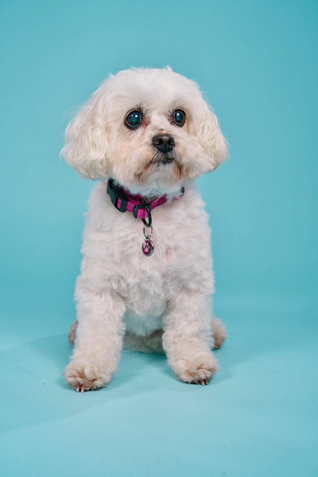 101617 A small, fluffy white dog with curly fur sits in front of a bright turquoise background, wearing a pink collar with a paw print charm.