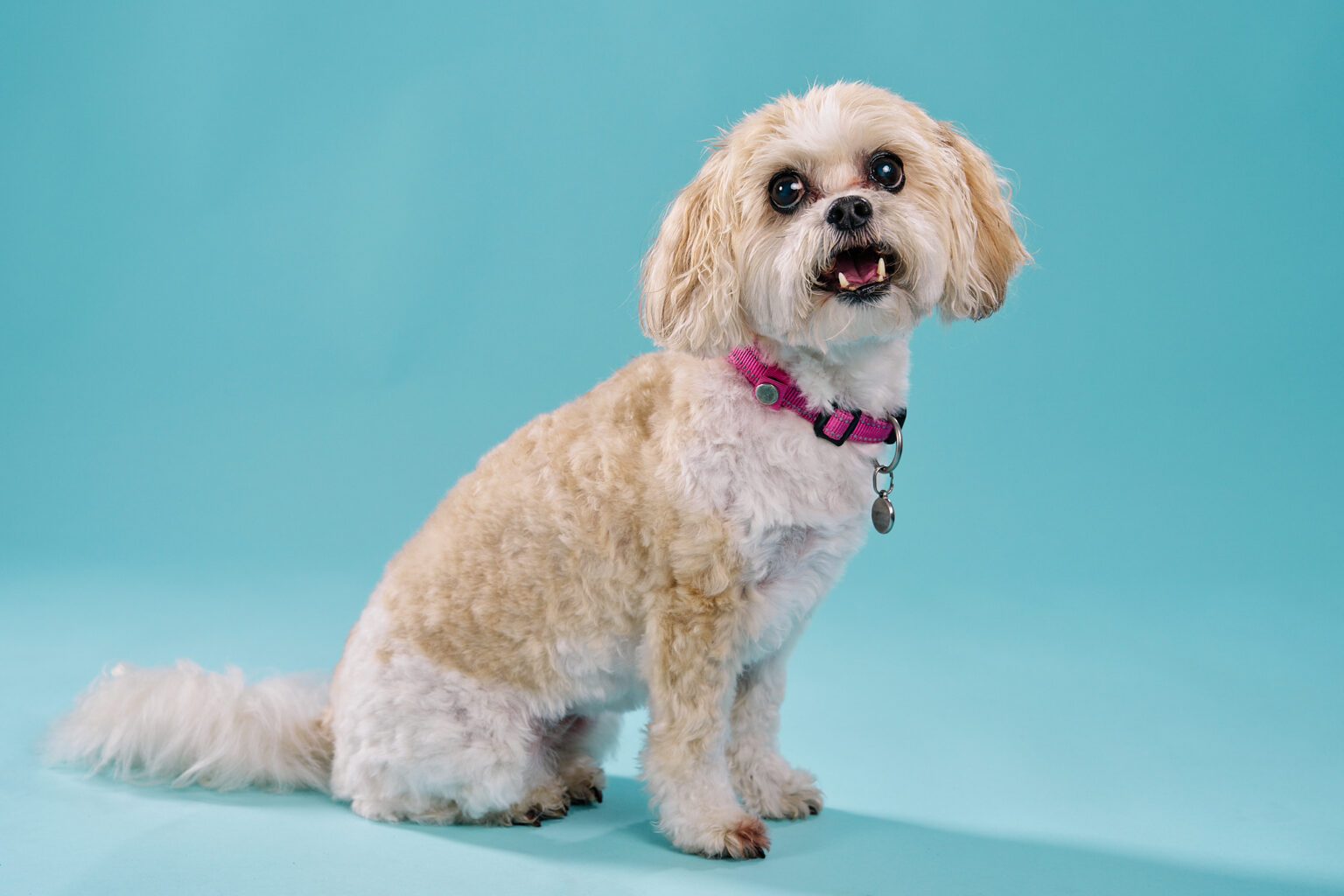 102044 A small dog with curly fur sits against a bright turquoise background, wearing a pink collar and looking towards the viewer with a happy expression.
