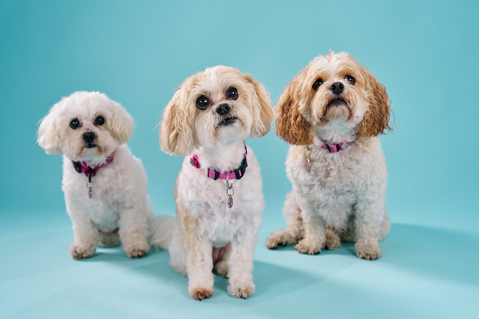 102208 Three small dogs with fluffy coats sit against a bright turquoise background, wearing pink collars.