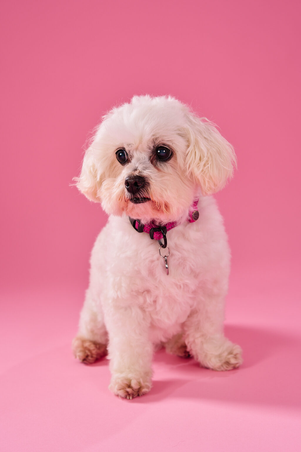 102824 A fluffy, white dog with curly fur sits against a bright pink background, wearing a pink collar and looking directly at the camera.
