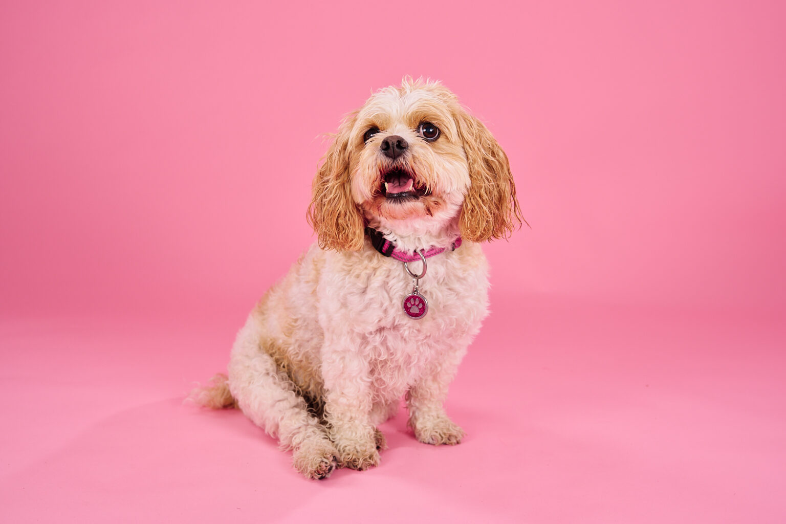 103359 A small, furry dog with curly cream and tan fur sits on a bright pink background, wearing a pink collar with a paw print tag and smiling with its tongue out.