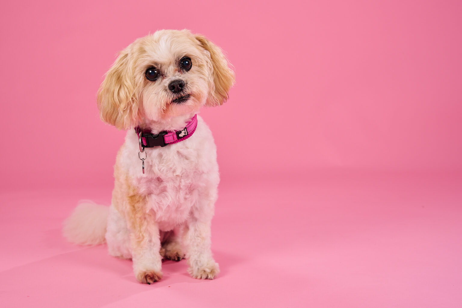103455 A small, fluffy dog with a light brown and white coat sits in front of a pink background, wearing a pink collar.