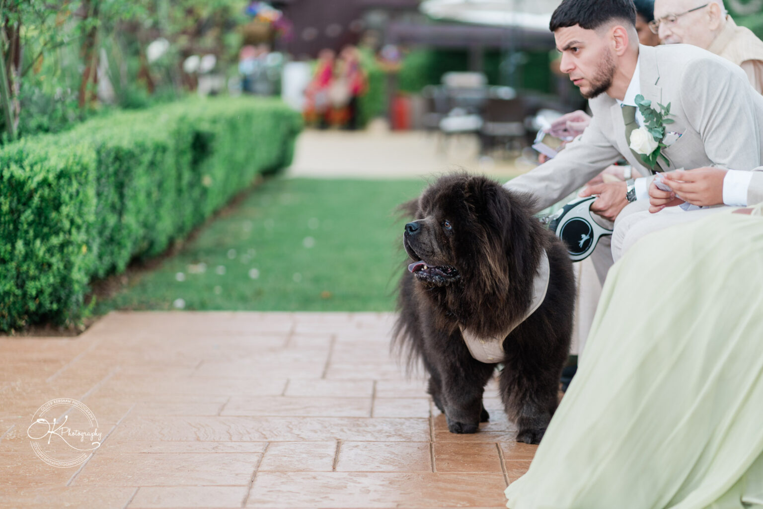 A fluffy, dark brown dog stands on a paved area, looking towards a man in a light suit who is seated nearby. The dog has a harness and appears to be part of a gathering in a green outdoor setting.