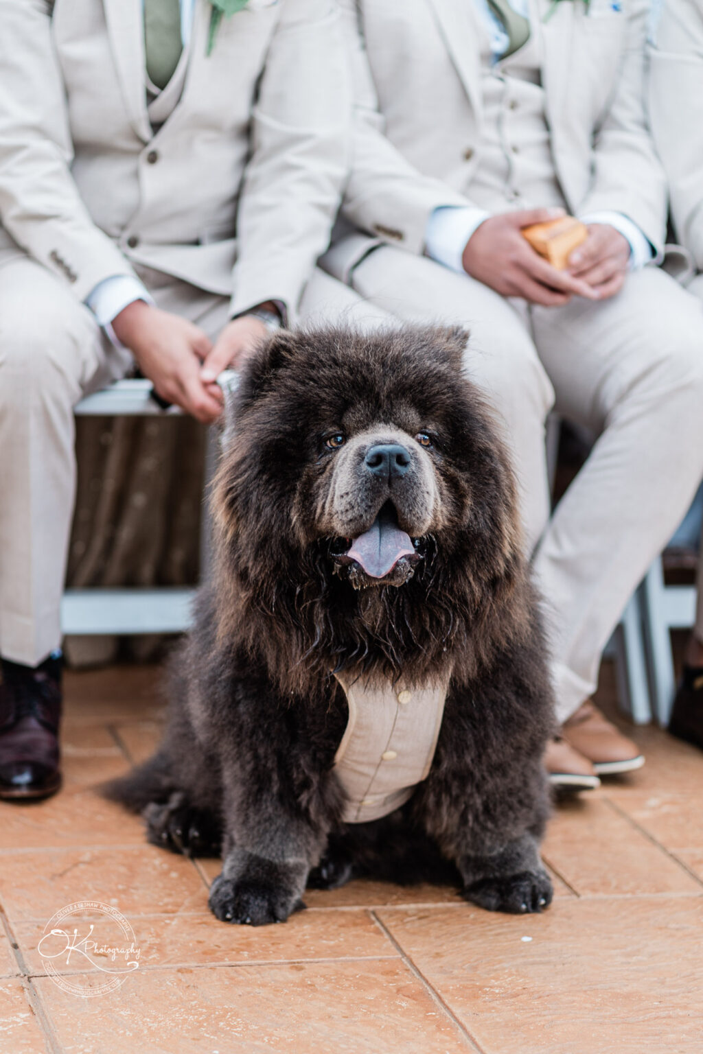 A fluffy brown Chow Chow dog sitting on a tiled floor, wearing a light-coloured vest, with several people in suits visible in the background.