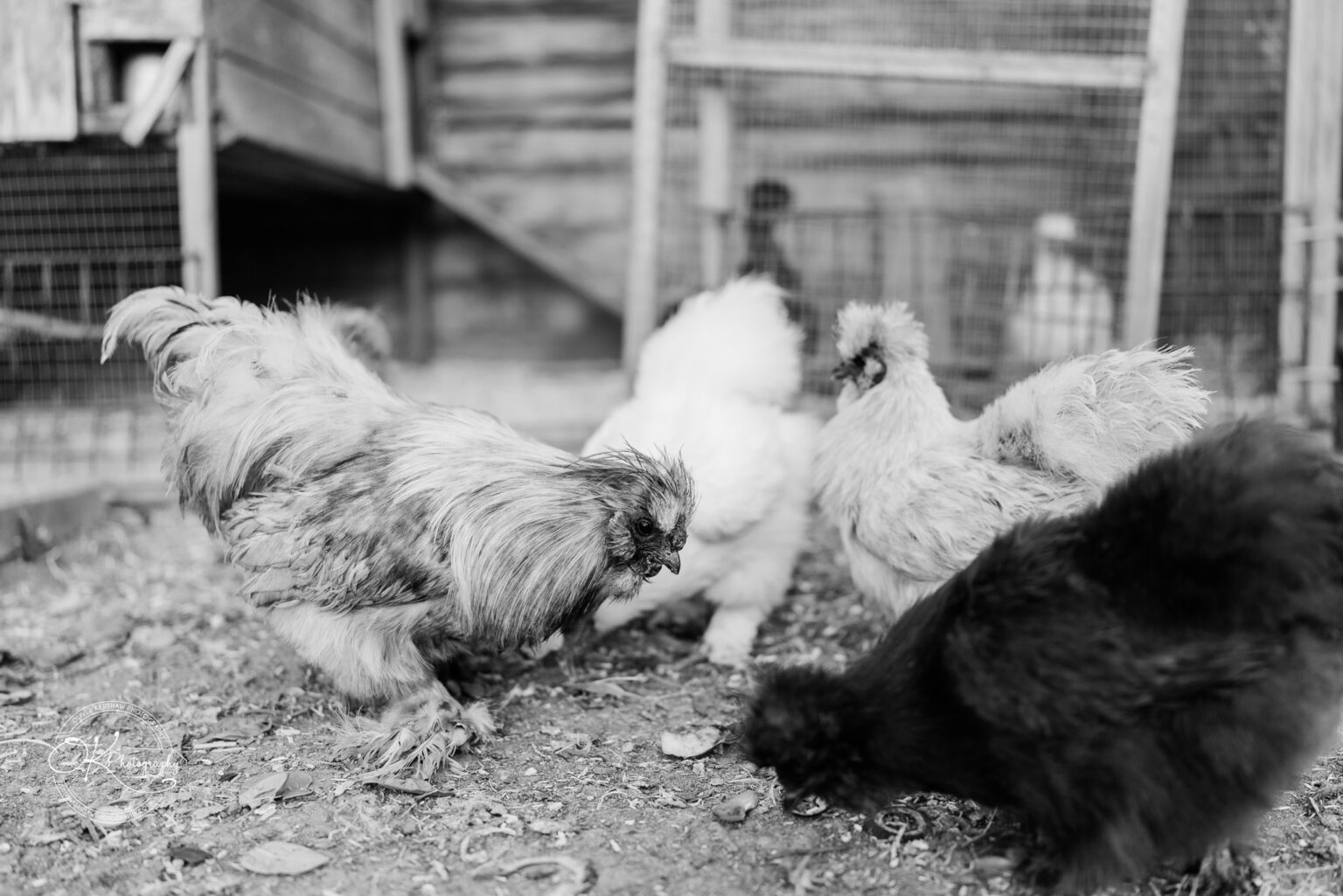 A group of chickens with various feather colours and textures pecking at the ground in a farm setting.